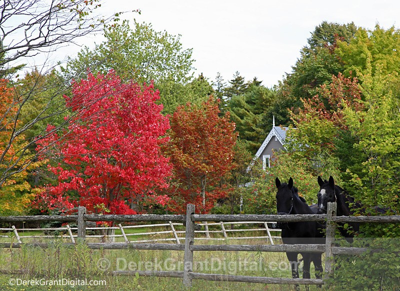 Autumn's Onset New Brunswick Fall Foliage - Autumn Foliage