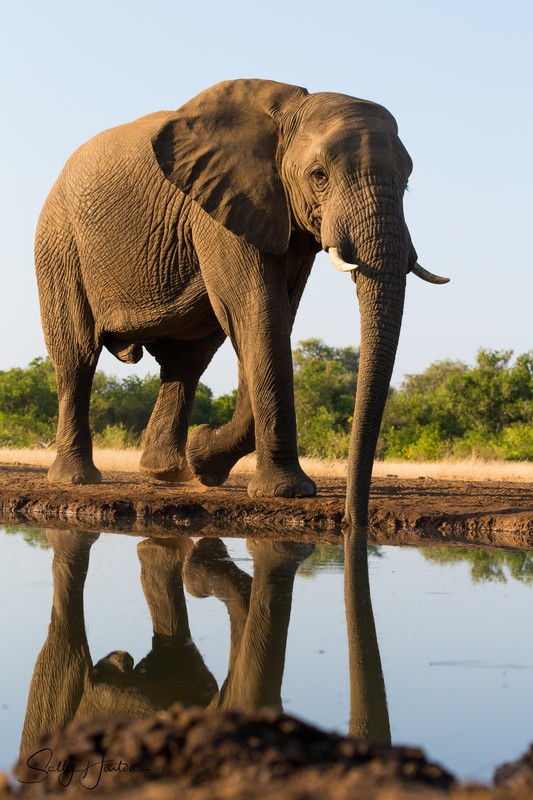 Elephant Bull
