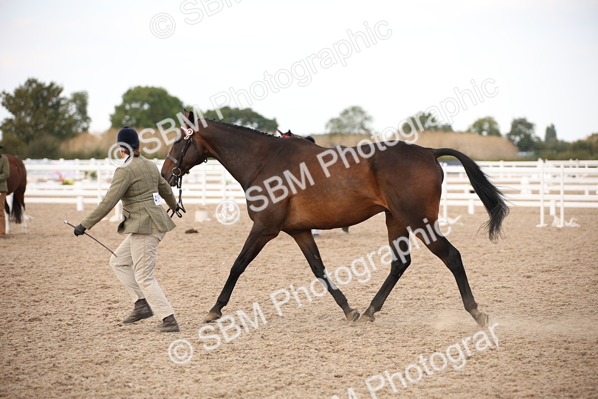 SBM_08212 - Class 27 - IH Competition Horse-Pony