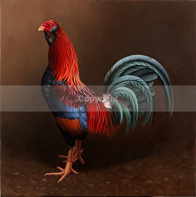 LIGHT RED MUFF COCK. MUFF GAMECOCK. ROOSTER.GAMEFOWL.