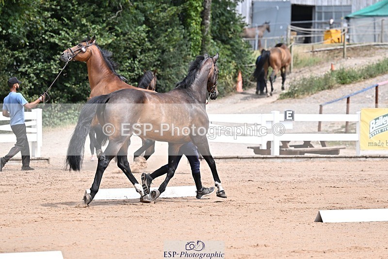 250716-125633-00234 - Trot Up 12.30 to 1.30
