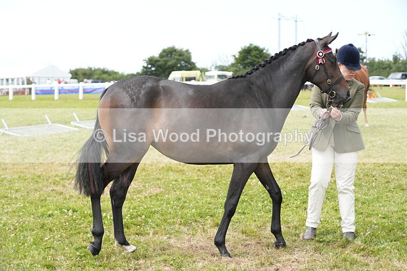 DSC06177 - Class 54: Hunter/Riding Horse/Hack 1 & 2 yr olds