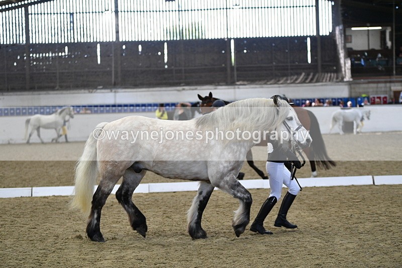 WJ5_4345 - Class 6 In hand M&M - Large Breeds