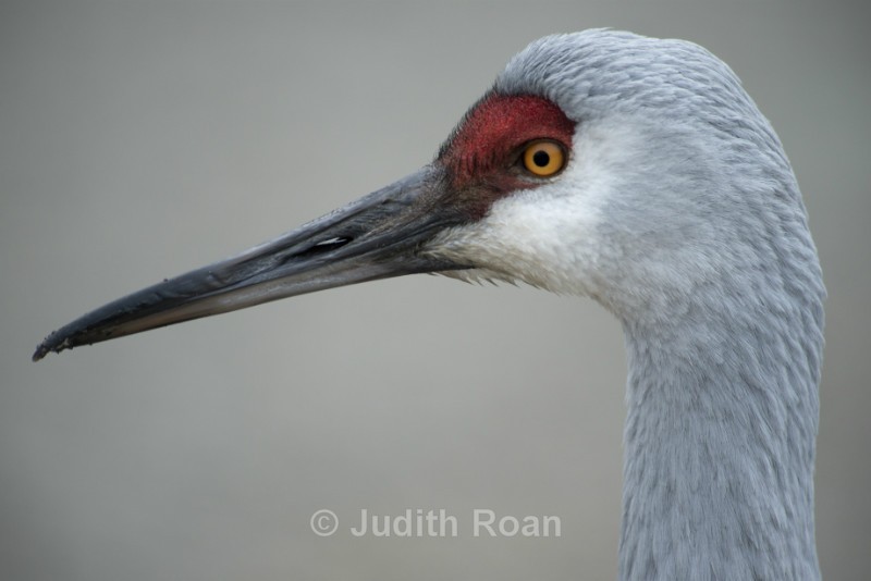 Sandhill Crane Profile - Reifel Refuge