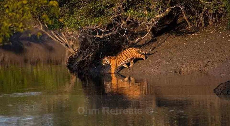 Sunderbans
