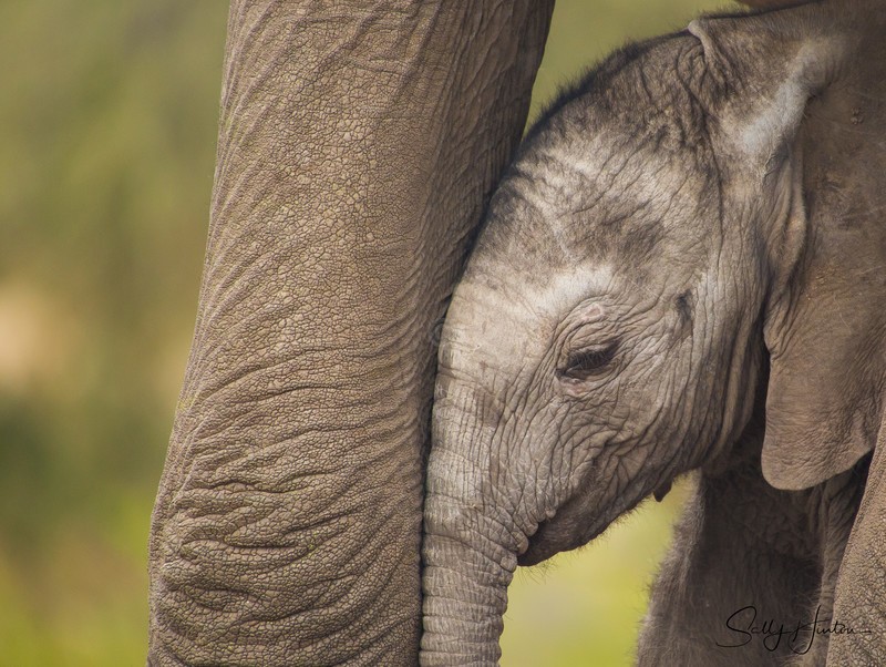 Mashatu Elephant Baby 1