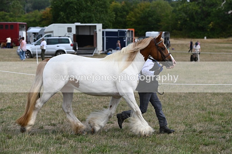 WJ6_6543 - Class 20 In-hand Cob