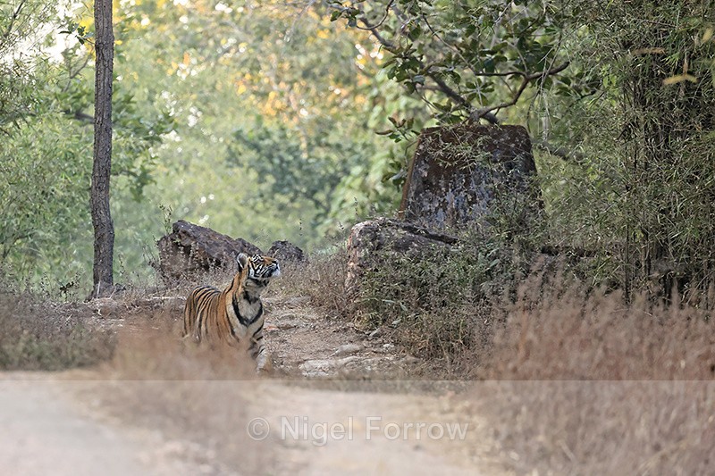 Tiger cub, Bandhavgarh National Park, India - Tiger