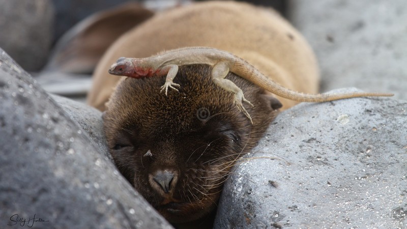 Sealion Pup with Lizard
