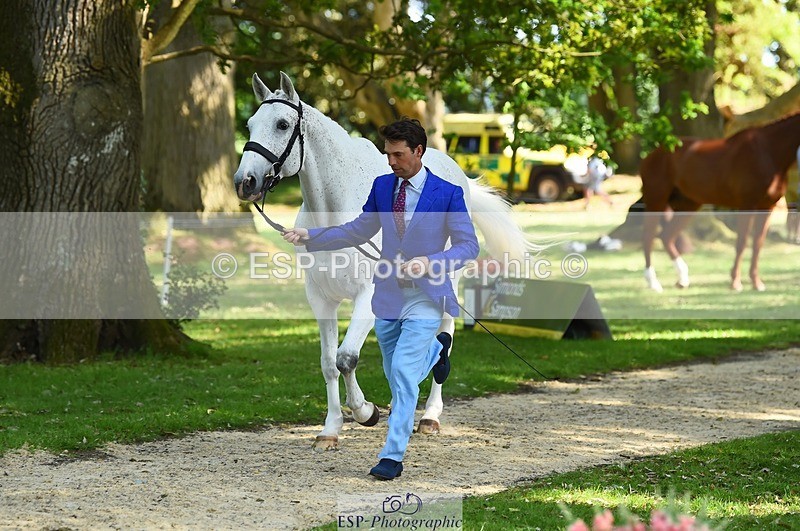 230524-163114-00919 - 163-UVERA_Z-Harry_Meade-WEDTrotUp+DR