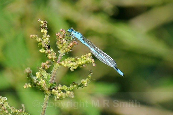 Damselfly - MACRO & CLOSE UPS