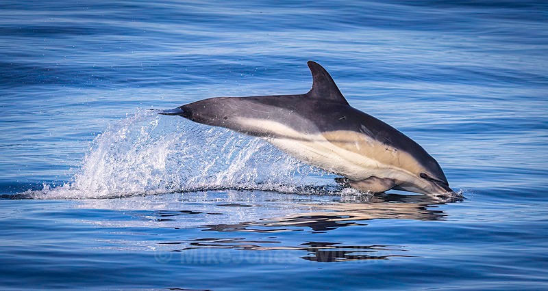 Common Dolphin, Isle of Mull, Scotland - Dolphins, Whales & Orcas. Scotland, Iceland, Azores & Madeira