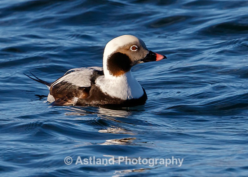 Astland Photography, Bird and Wildlife Images, Susan and Peter Wilson, U.K.