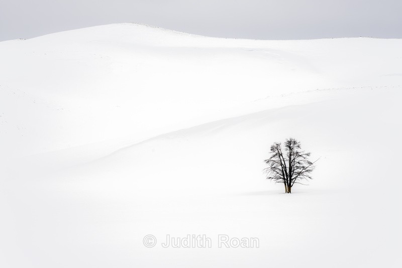 Hayden Valley Tree - Yellowstone