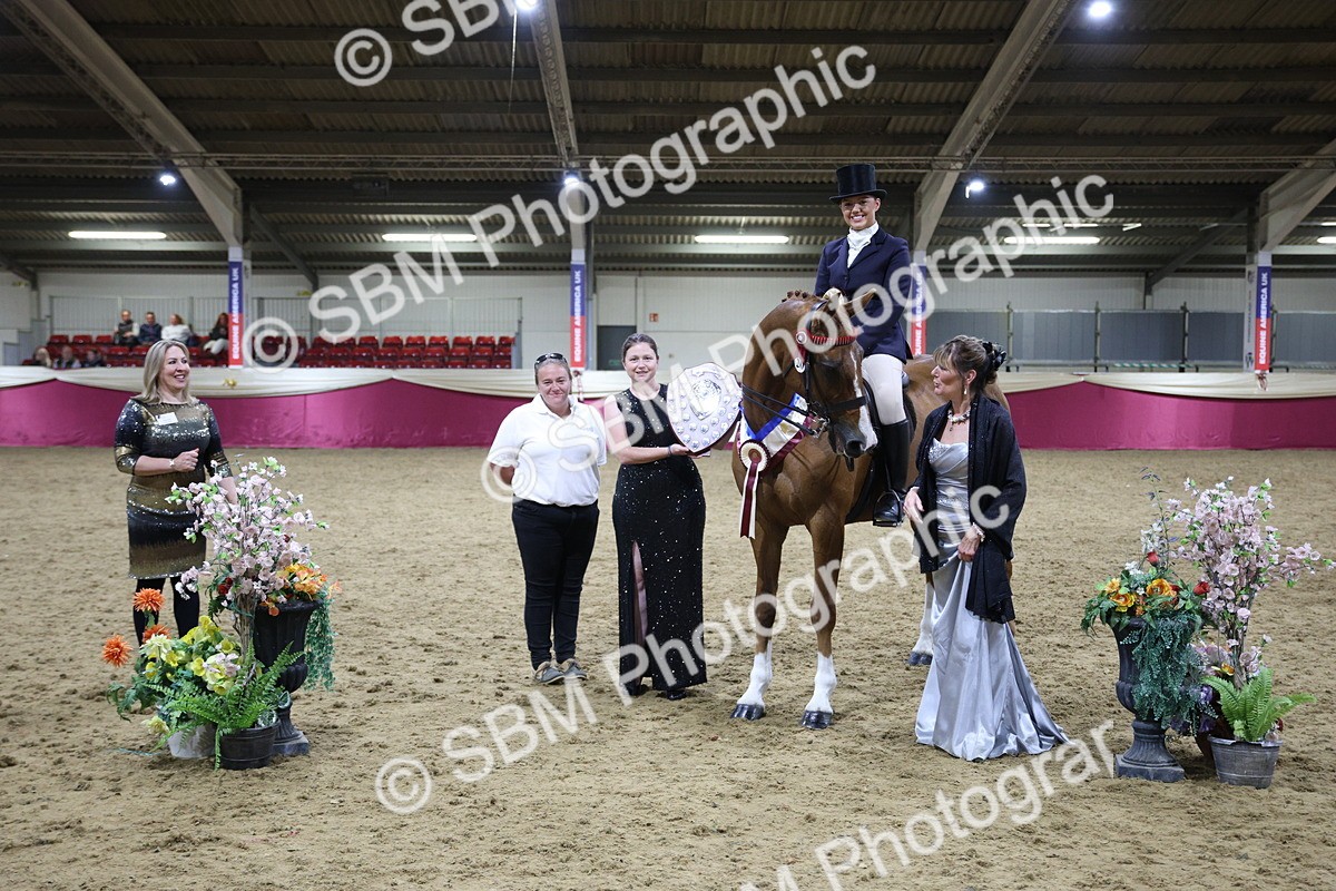 5K7A1566 - Class O Ridden Show Horse Champ