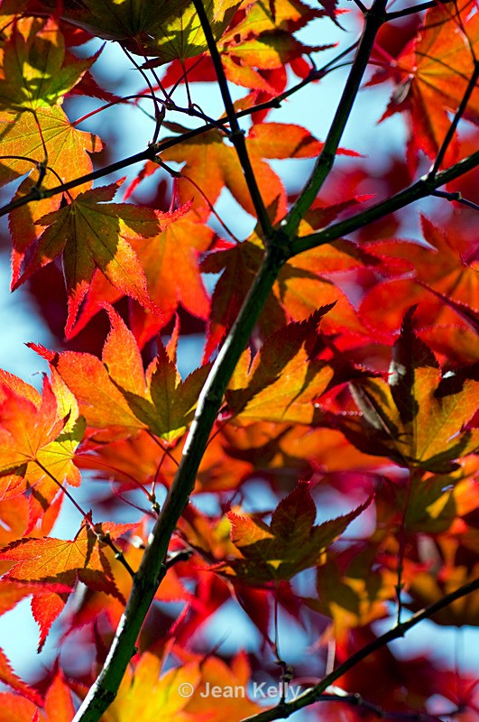 Tree (Japanese Maple) - 6616 - Trees