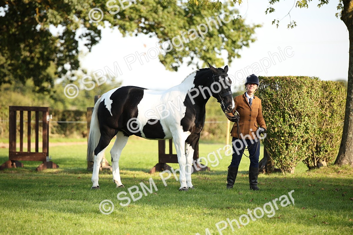 SBM_58667 - S51 - Piebald & Skewbald Horse In Hand