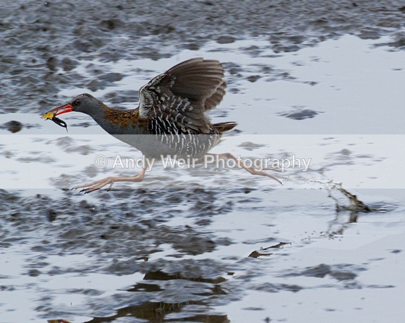 20110521-IMG_5382-414 - Rails & Coots