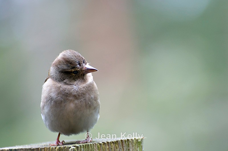 Chaffinch - 9767 - Birds
