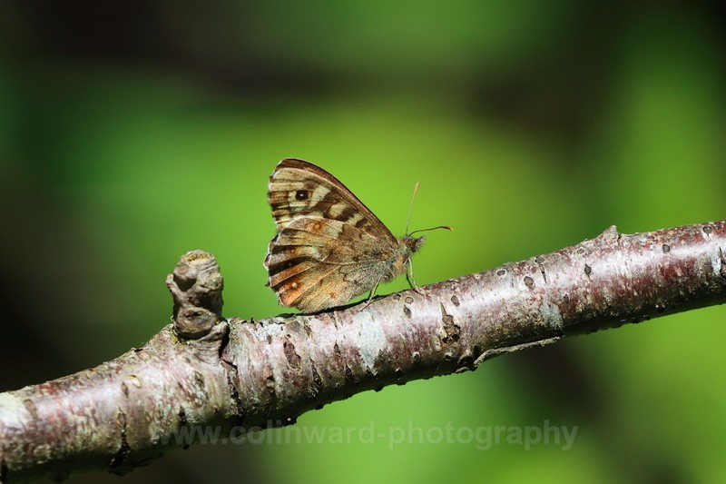 Macro image of a Speckled Wood Butterfly - macro and nature.