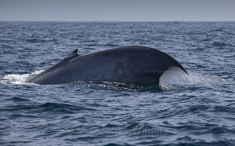  - FAVOURITES WILDLIFE GALLERY. Selected images from the wildlife collections.