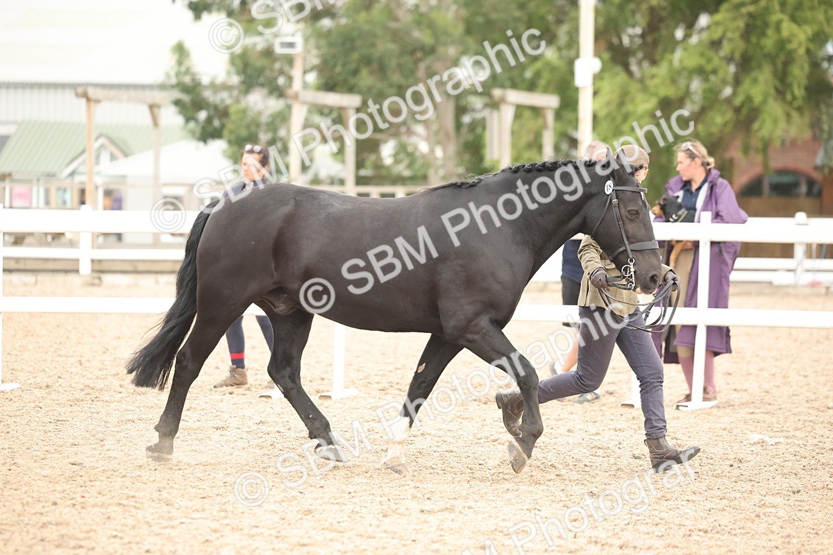 SBM_19767 - Class 318 - IH Part Bred Horse-Pony