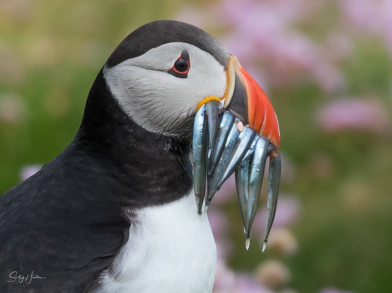 Puffen with Fish 19 - Puffins