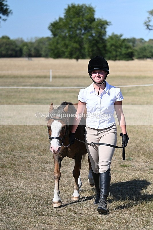 WJ7_1557 - Class 42 Most Handsome Gelding