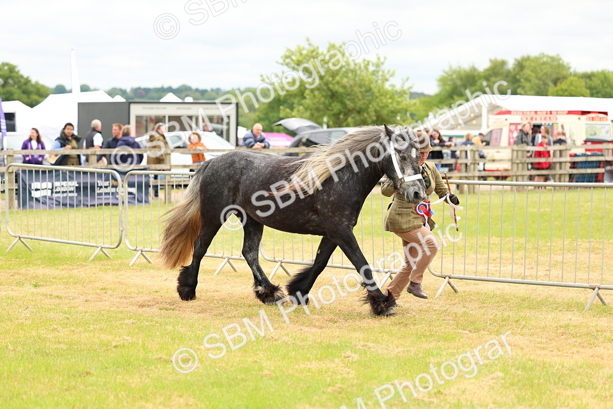 SBM_03563 - Class 58-67 - M&M Non Welsh Pony In hand