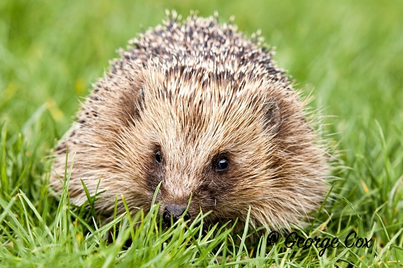 Hedgehog - Mammals