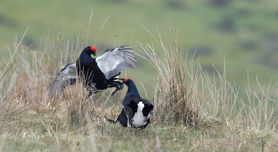 Teesdale  2018-04-15 18-00-51  - Teesdale Black Grouse and others