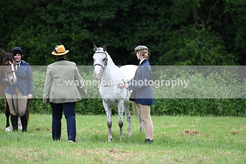 WJ7_4456 - Class 14B Prettiest Mare