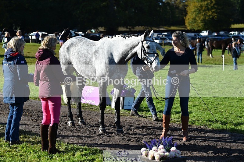 231022-104000-22647 - 445-CRUISING.BORO-Lucy.Knight-TrotUp+SJ