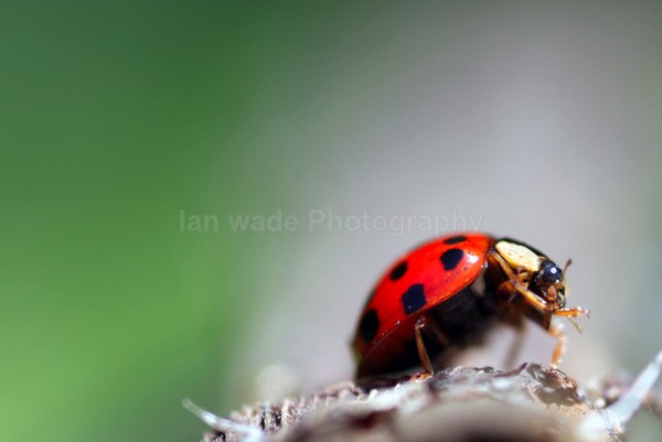 Insects _ AN 033 - Insects & Snails, Great Britain