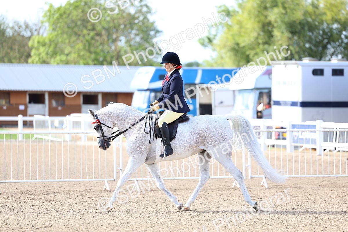 SBM_10862 - Class 305 - Ridden Foreign Breeds - Pure Bred