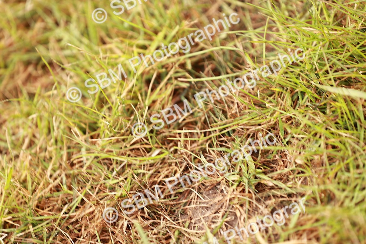 SBM_11598 - Class 81-84 - RIHS Ridden hunters Inc Ladies Hunter