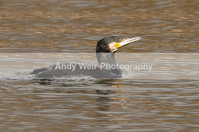 20100404-WE 115 - Cormorant