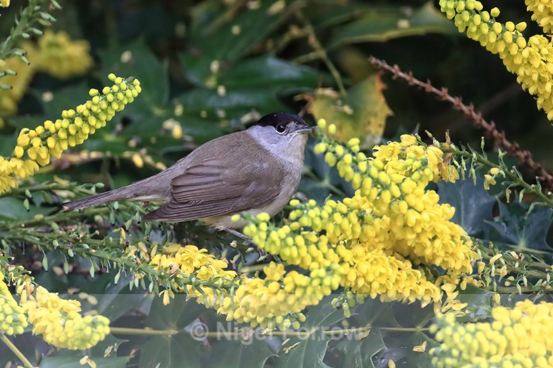 Blackcap (male) & yellow mahonia flowers, Oxfordshire, UK - Eurasian Blackcap