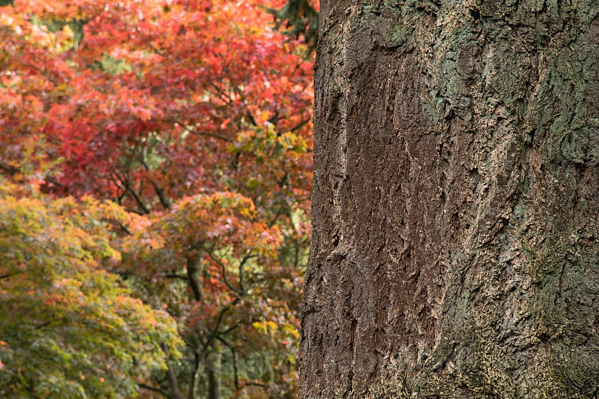  - Autumn