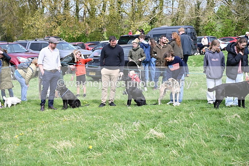 WJ6_8703 - Class 8 Best Working / Gun Dog or Bitch