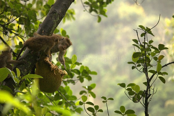 Macaque Monkey in Jungle in Ella Sri Lanka 23 - Sri Lanka wildlife, people & places