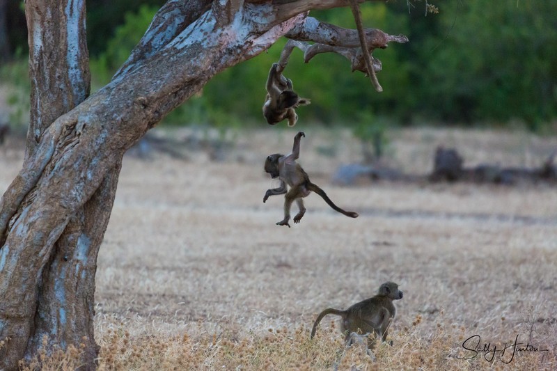Baboons in Tree 3
