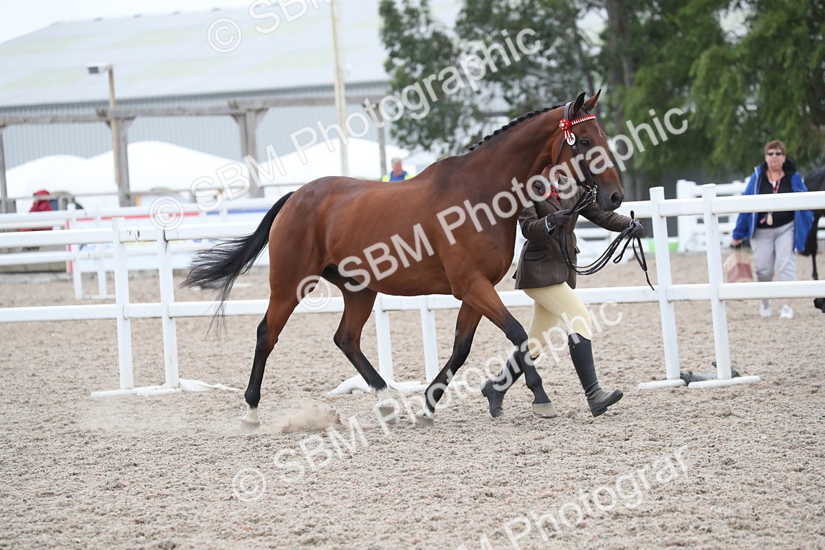 SBM_17903 - Class 317 IH Pure bred Horse/Pony