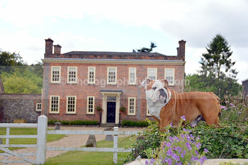  - Bulldogs