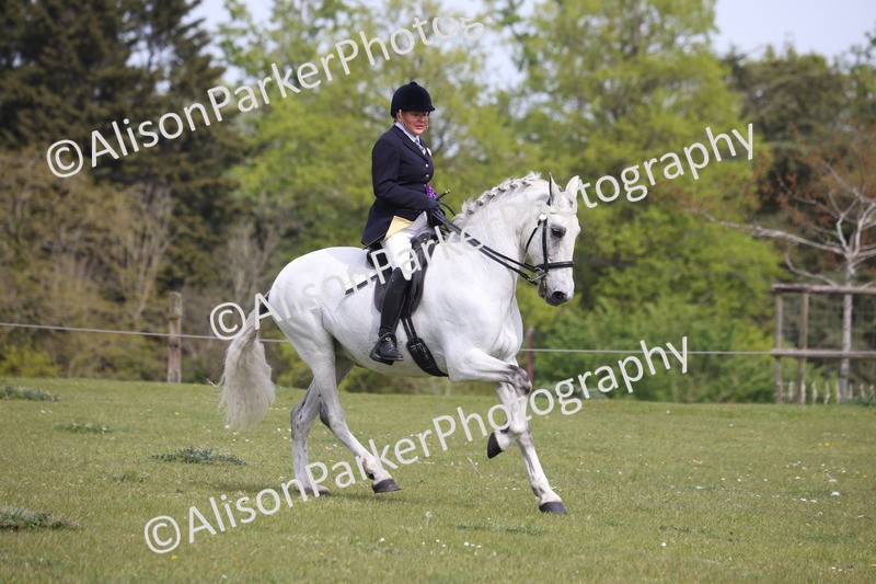 20260426-4460 - Class 34 - Best Riding Horse Over 14.2hh