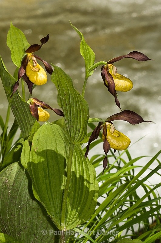  - Orchids - Various