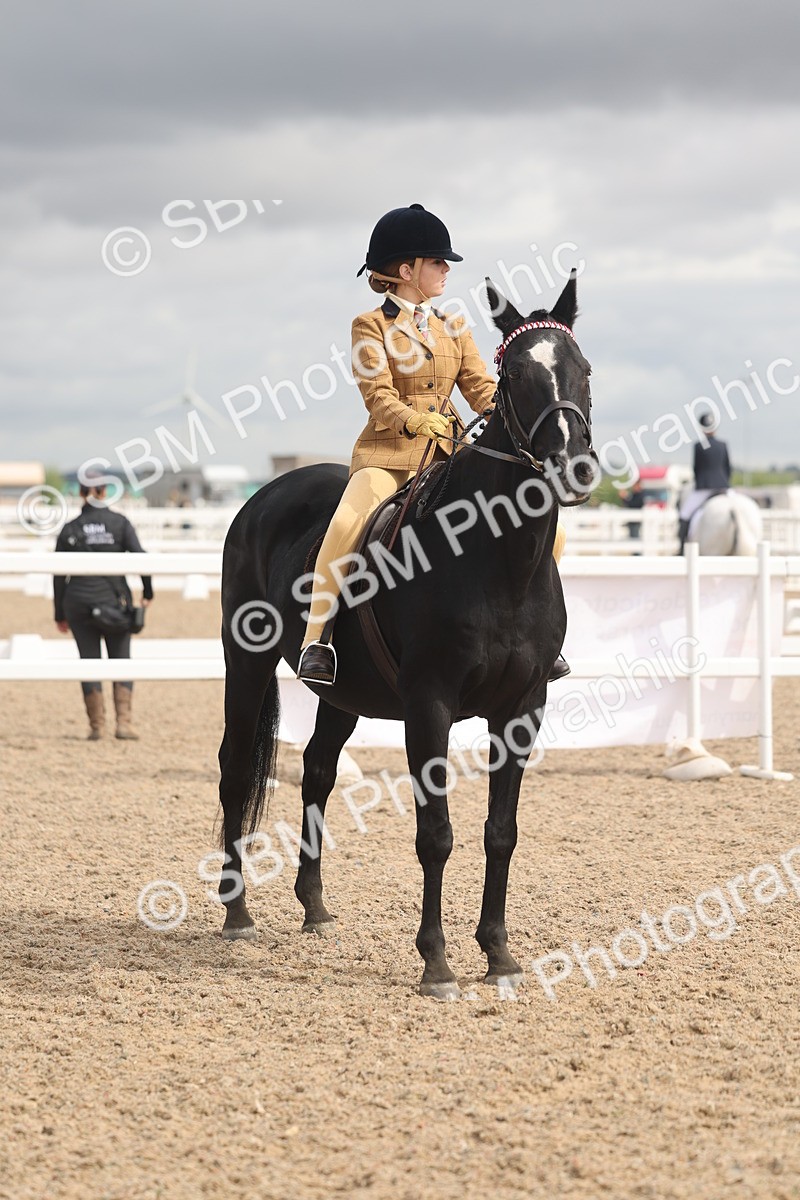 SBM_04412 - Class 18 - Handsomest Gelding (IH or Ridden)