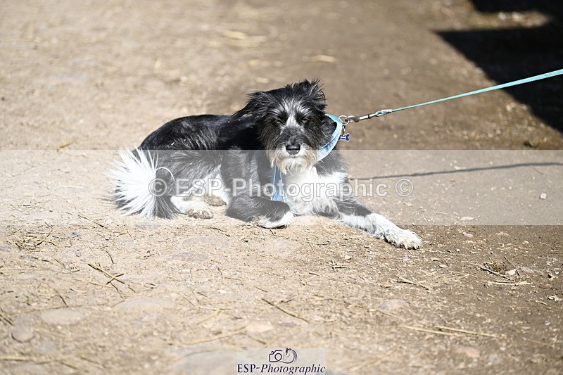 240728B-093554-00067 - Sunday Stable Shots and Fancy Dress