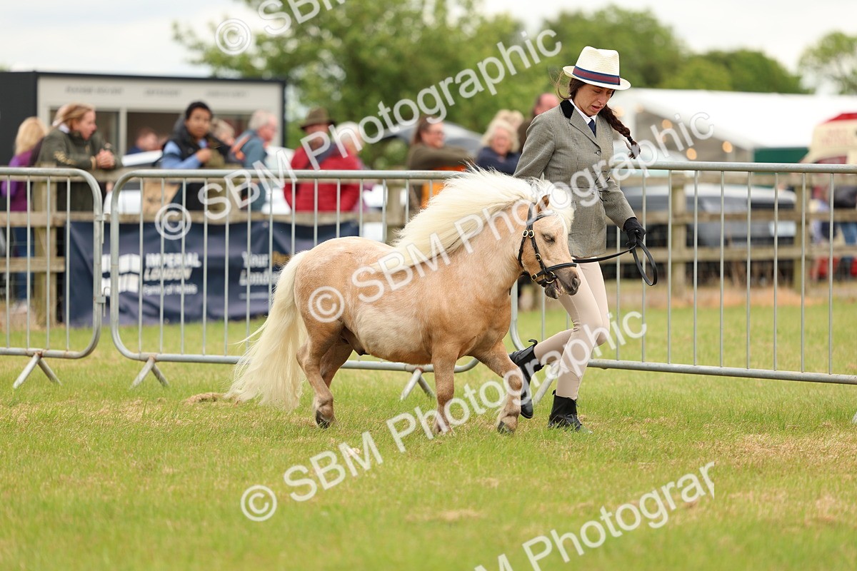 SBM_04444 - Class 64-67 - Shetland Pony In Hand