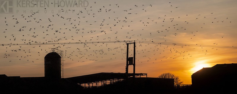 Sunset Flight - between Solva Newgale - Images from book